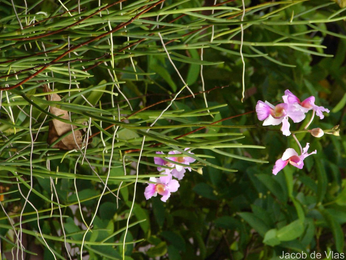 Vanda Miss Jochim